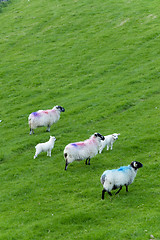 Image showing Irish sheep