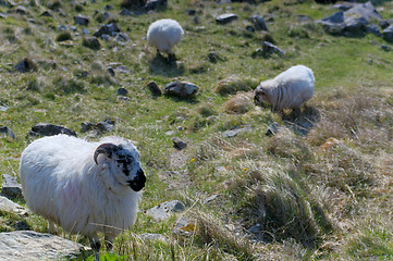 Image showing Sheep at Gap of Dunloe