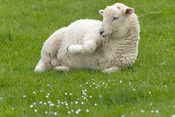 Image showing Irish sheep