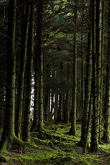 Image showing Mossy trees