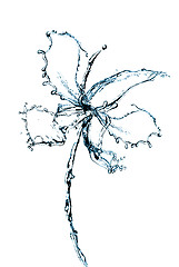 Image showing Orchid flower made of water
