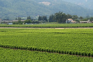 Image showing Wineyard