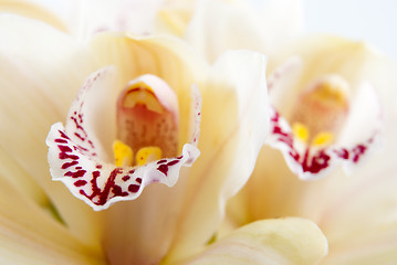 Image showing Orchid flower close-up, selective focus 