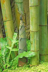 Image showing Shoot of Bamboo in the rain forest 