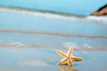 Image showing Starfish on the Beach