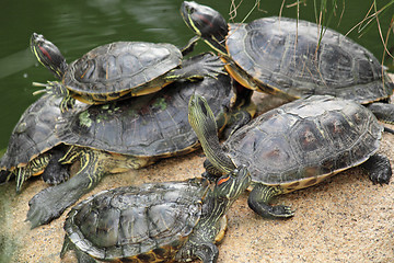 Image showing tortoise sitting on stone 