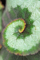 Image showing Begonia rex 