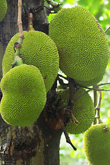 Image showing tropical jackfruit 