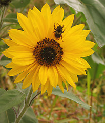 Image showing Bee on Sunflower