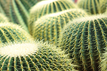 Image showing Cactus of sphericity style grows in sand 