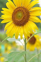 Image showing Sunflower