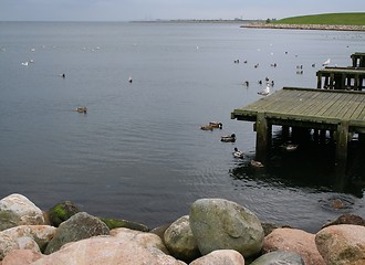 Image showing Birds on Bay