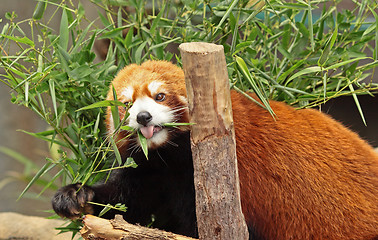 Image showing Red Panda