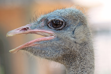 Image showing ostrich portrait in the farm, close up, background