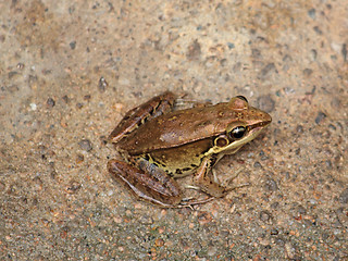 Image showing yellow frog sitting