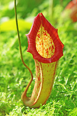 Image showing Nepenthe tropical carnivore plant 