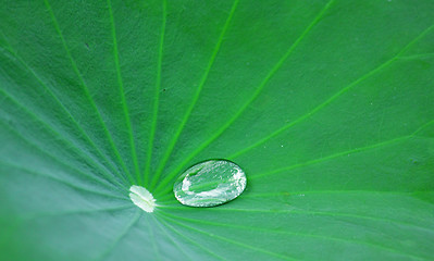 Image showing Green Lotus leaf with water drop as background 