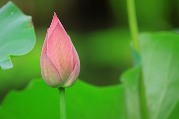 Image showing Hindu Lotus 