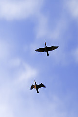 Image showing Waterbirds are flying