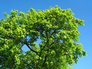 Image showing green tree on a blue sky background