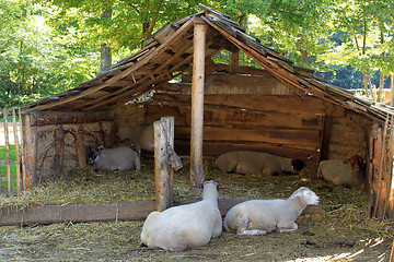 Image showing sheep in a sheepfold
