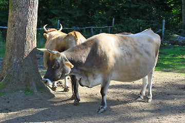 Image showing cows