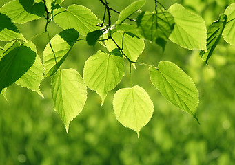 Image showing green leaves glowing in sunlight