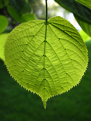 Image showing green leaf