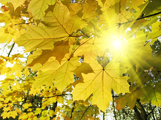 Image showing autumn leaves of maple tree and sunlight