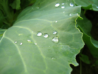 Image showing leaf with rain drops
