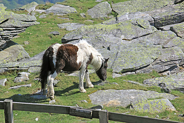 Image showing small horse