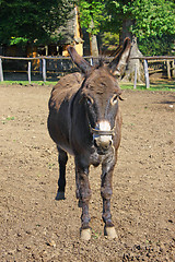 Image showing donkey in a field