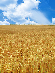 Image showing grain field