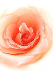 Image showing delicate pink rose