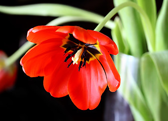 Image showing beautiful red tulip