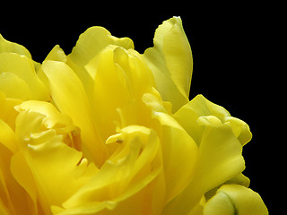 Image showing yellow tulip close up