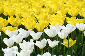 Image showing tulips background