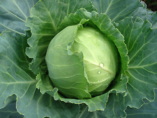 Image showing head of cabbage