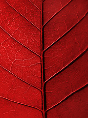 Image showing red leaf texture       