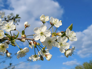 Image showing branch of a blossoming tree