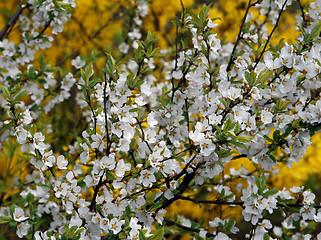 Image showing branch with white flowers