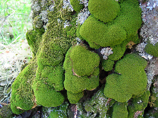 Image showing moss on trunk of old tree