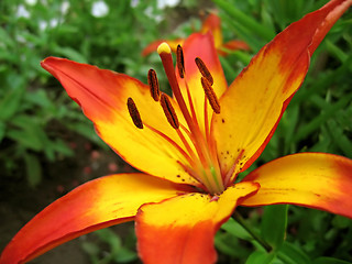 Image showing yellow and red lily flower