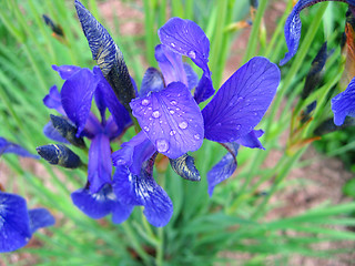 Image showing iris flower with water drops 