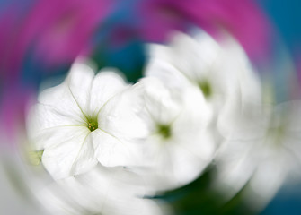 Image showing petunia flowers abstract background