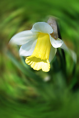 Image showing beautiful Daffodils (Narcissus)