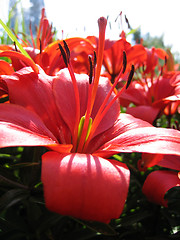 Image showing beautiful red lily