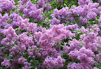 Image showing blossoming lilac