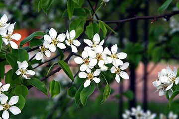 Image showing branch of a blossoming tree