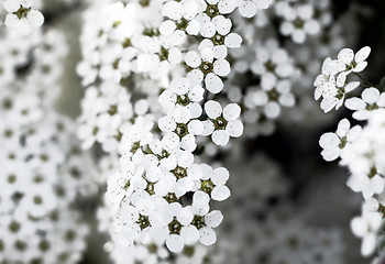 Image showing closeup of beautiful white flowers